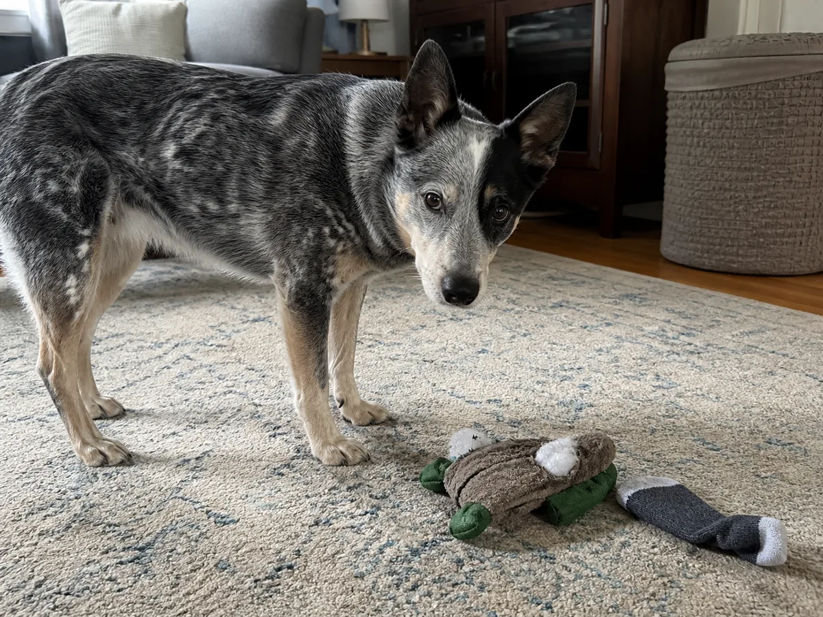 Foreign Bodies in Dogs: Symptoms, Surgery and Cost