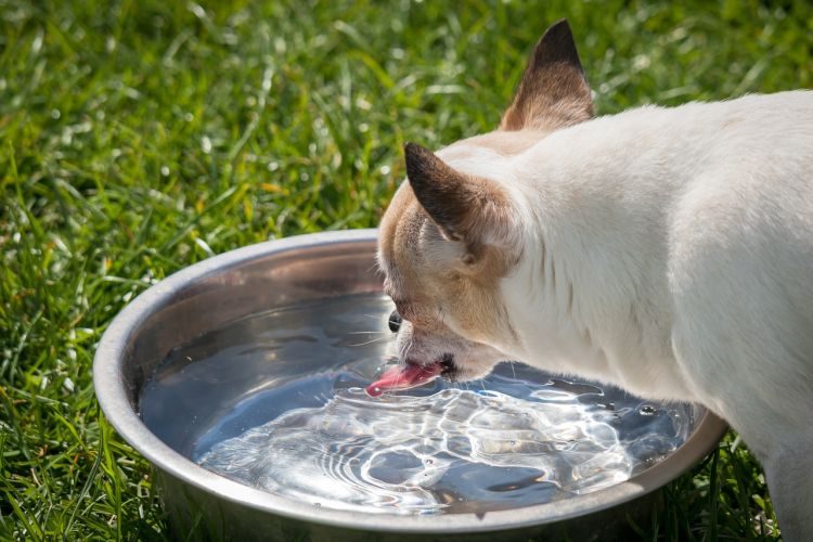 Why Pet Water Bowl Hygiene is Crucial for Your Pet's Health - Petful