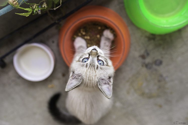 salmon wet cat food Nulo Freestyle Grain Free Trout & Salmon Recipe Can Cat Food 24Ea/5.5Oz